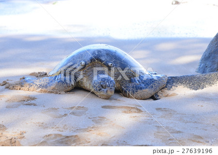 砂浜のカメ 27639196