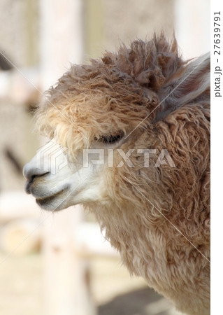 アルパカ 27639791