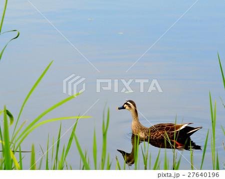 サギ サギ 27640196