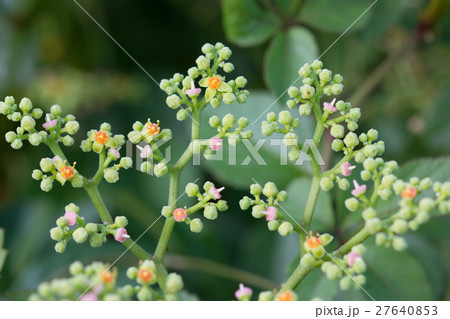 ヤブカラシ 27640853