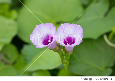 ホシアサガオ 27640913