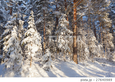 Sun shine in snowy forest Sun shine in snowy forest 27640989
