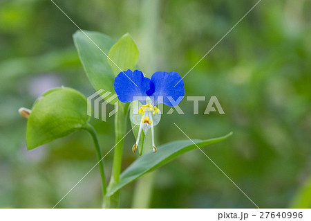 ツユクサ 27640996