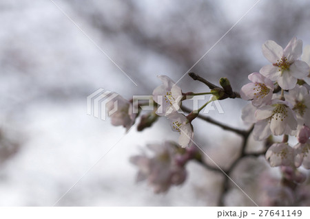 桜 桜 27641149