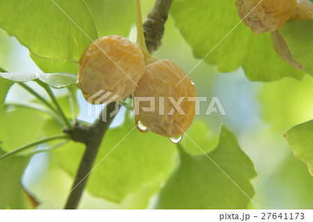 ギンナンの実 27641173