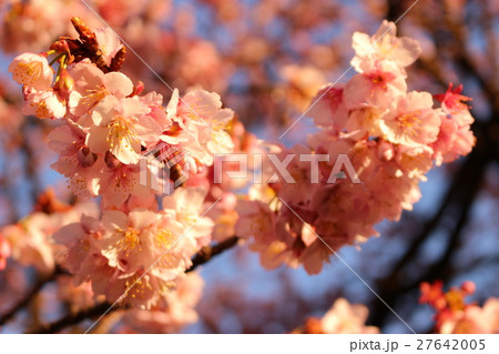 梅の花 27642005