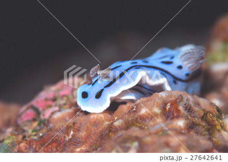 ウミウシ 27642641