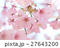 桜 27643200