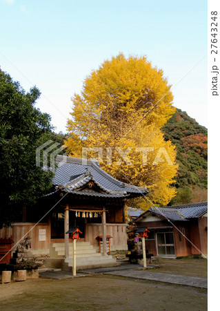 だるまイチョウ だるまイチョウ 27643248