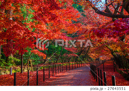京都　光明寺の紅葉　 27643551