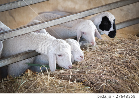 little sheep eating straw in a farm. little sheep eating straw in a farm. 27643559