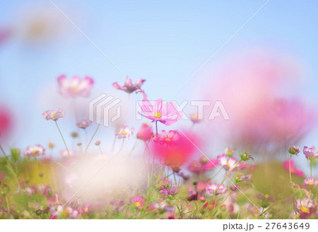 東山公園のコスモス 東山公園のコスモス 27643649