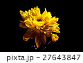 yellow mum Flower - black background  27643847
