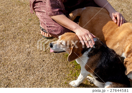 ビーグル犬 ビーグル犬 27644581