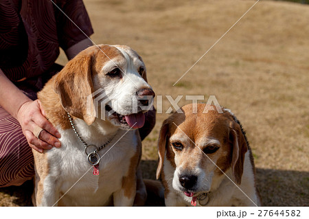 ビーグル犬 ビーグル犬 27644582