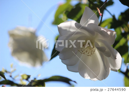 バラ アイスバーグ バラ アイスバーグ 27644590