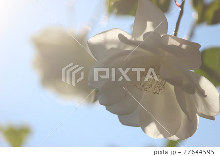 バラ　アイスバーグ 27644595