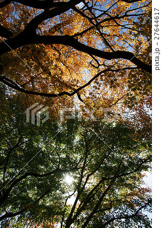石川県林業試験場樹木公園の紅葉 石川県林業試験場樹木公園の紅葉 27644617