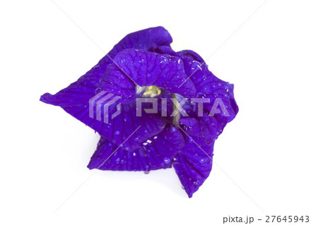 Butterfly Pea flower isolate on white background. 27645943