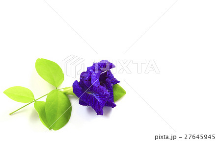 Butterfly Pea flower with leaves isolate. 27645945