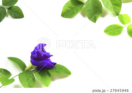 Butterfly Pea flower with leaves isolate. 27645946