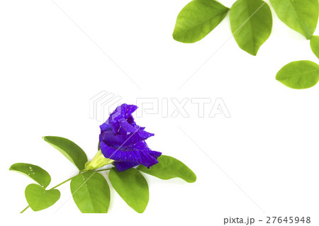 Butterfly Pea flower with leaves isolate. 27645948