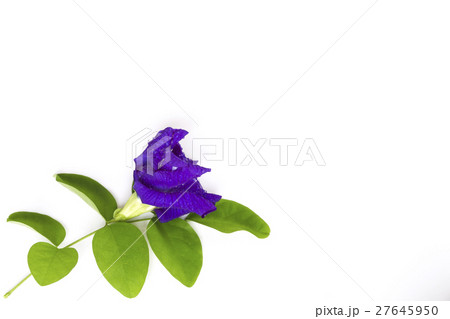 Butterfly Pea flower with leaves isolate. 27645950