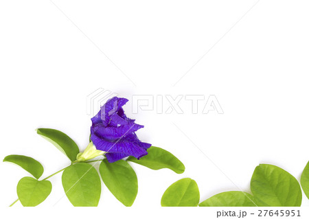 Butterfly Pea flower with leaves isolate. 27645951