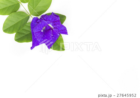 Butterfly Pea flower with leaves isolate. 27645952