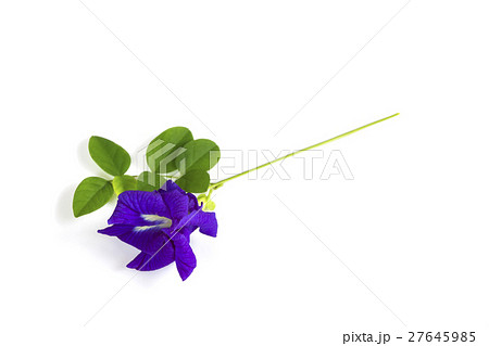 Butterfly Pea flower with leaves isolate. 27645985
