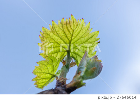 green leaves of grapes on a background of blue sky 27646014