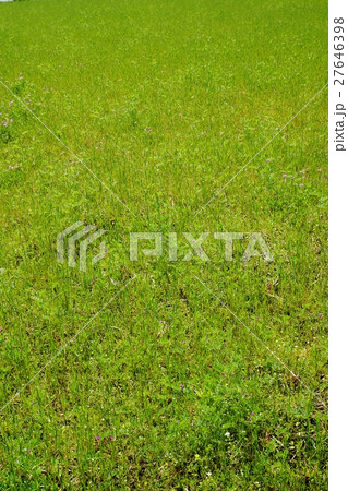 春の背景素材・春の田を埋め尽くす春草と野花・縦位置 春の背景素材・春の田を埋め尽くす春草と野花・縦位置 27646398