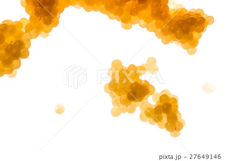 Pike roe with white background 27649146