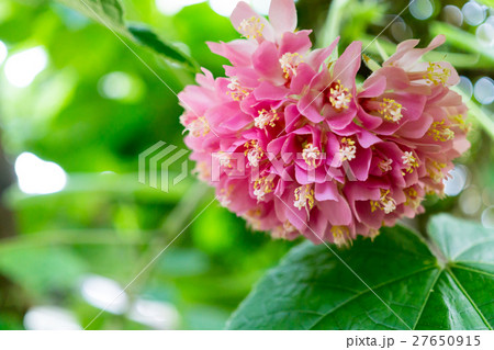 ドンベヤ ウォリッキー ドンベヤ ウォリッキー 27650915