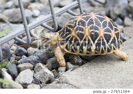 ホシガメ ホシガメ 27651364