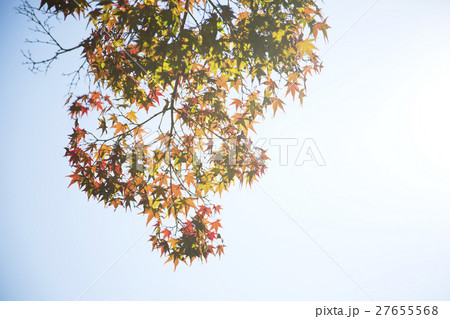 The scenery of Autumn 053 The scenery of Autumn 053 27655568