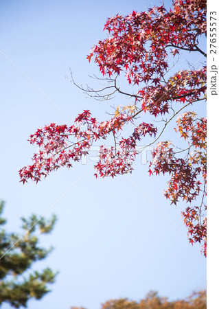 The scenery of Autumn 068 27655573