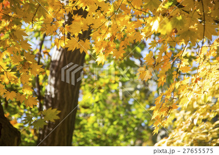 The scenery of Autumn 108 27655575