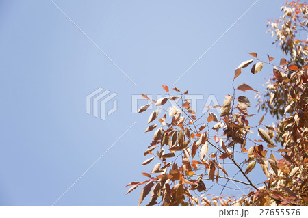 The scenery of Autumn 084 27655576