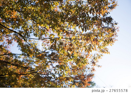 The scenery of Autumn 109 27655578