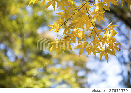 The scenery of Autumn 087 27655579