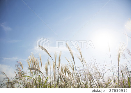 Autumn grass 014 27656913