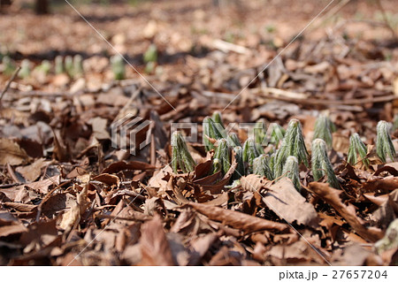 ヤブレガサ 27657204