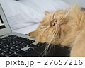 寝る猫 27657216