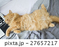 寝る猫 27657217