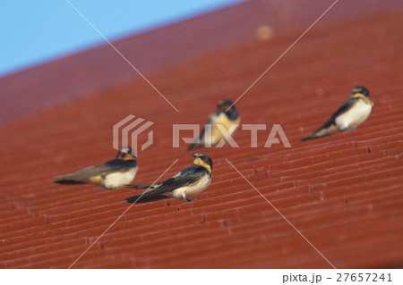 Barn Swallow Bird 27657241