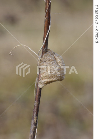 蟷螂の卵 27658021