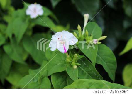 白粉花 27658064