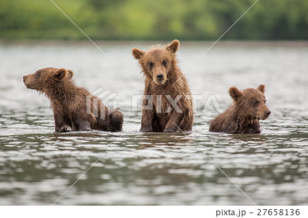 Three little bear cub swimming in the lake 27658136