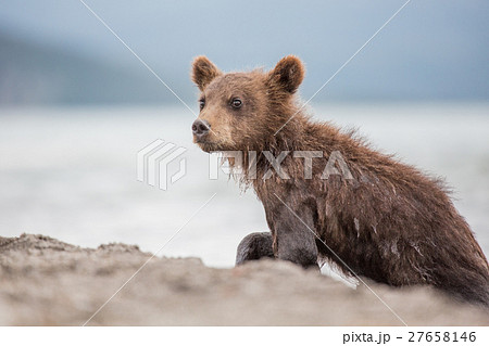 Little bear cub is on the lake 27658146